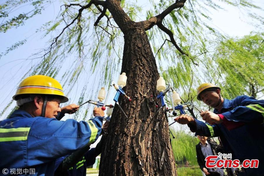 Beijing sterilizing trees to reduce catkin