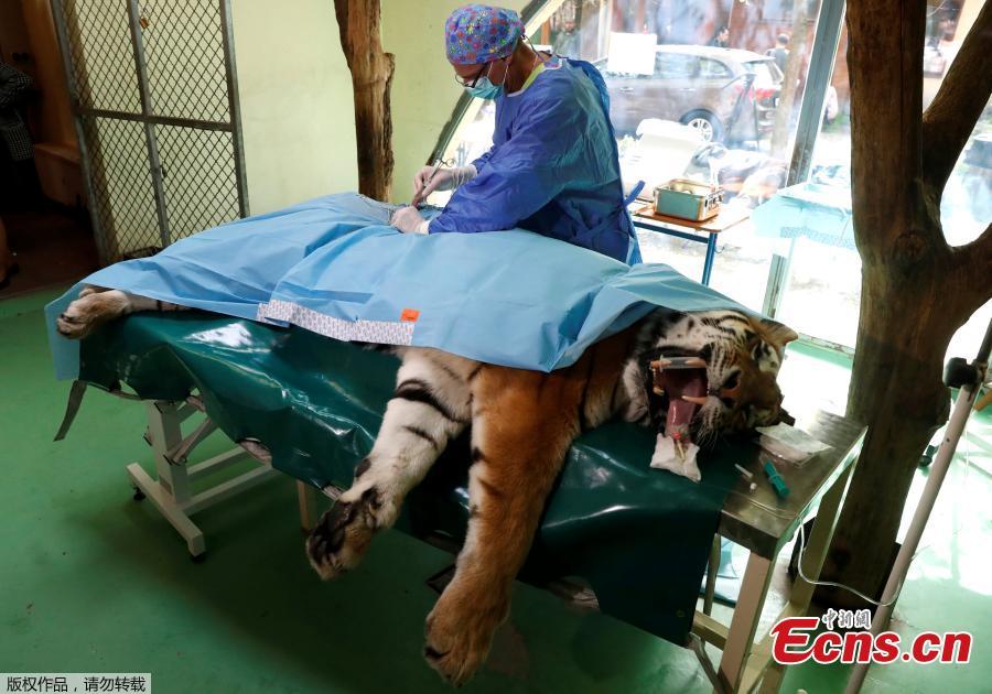 Siberian tiger 1st in world to receive stem cell treatment for joints