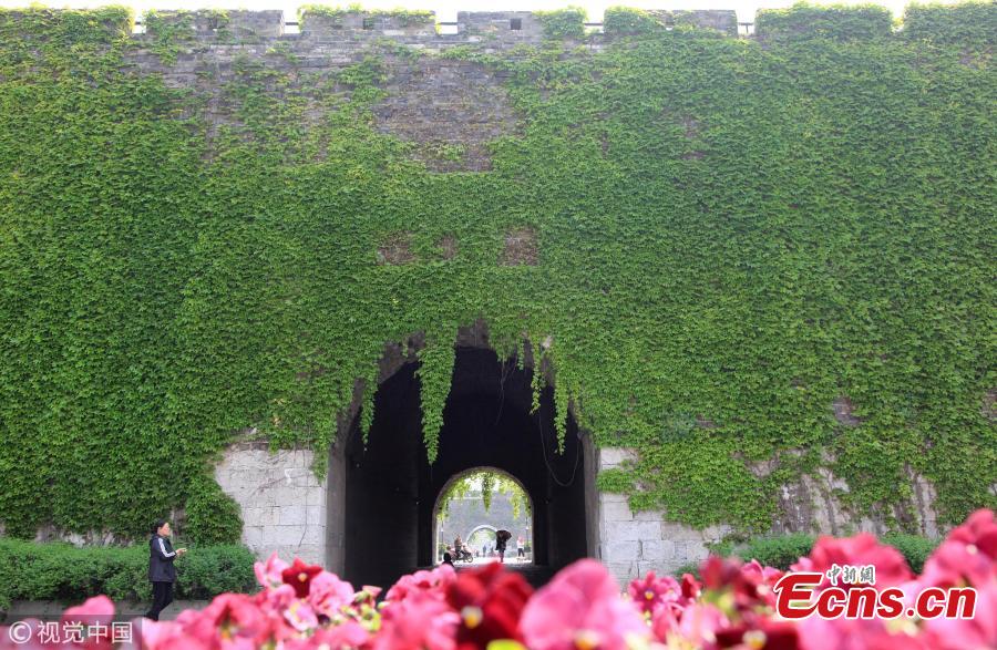 Ming Dynasty city gate covered with Boston ivy