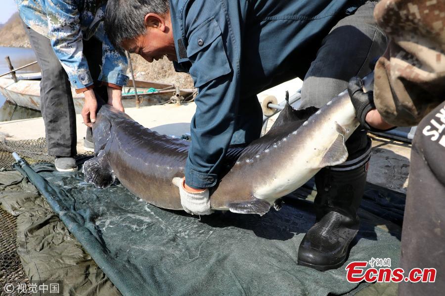 12-year-old fish farm boasts 68 sturgeon worth $955,000