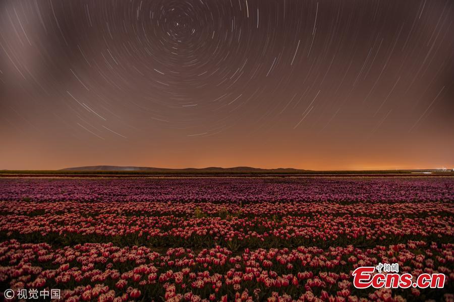 Tulips beneath stars in Turkey 