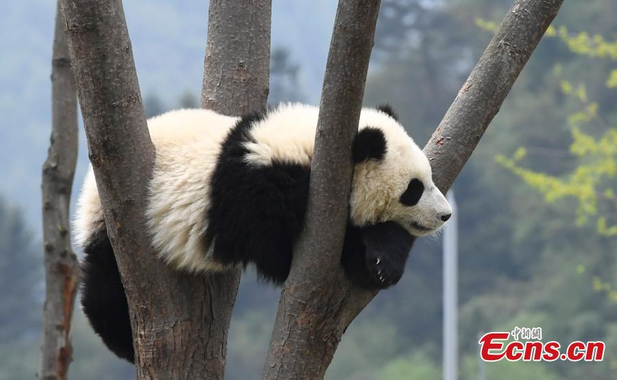 Giant panda enjoys the sunshine 