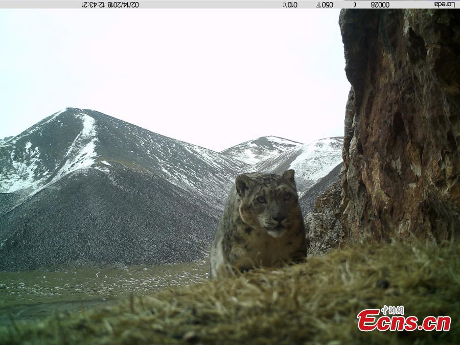 Many wild animals found on Anemaqen Mountain