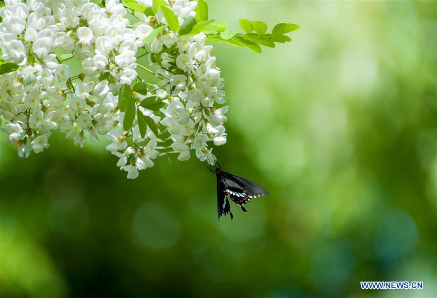 Butterflies resting on flowers in Shanghai 