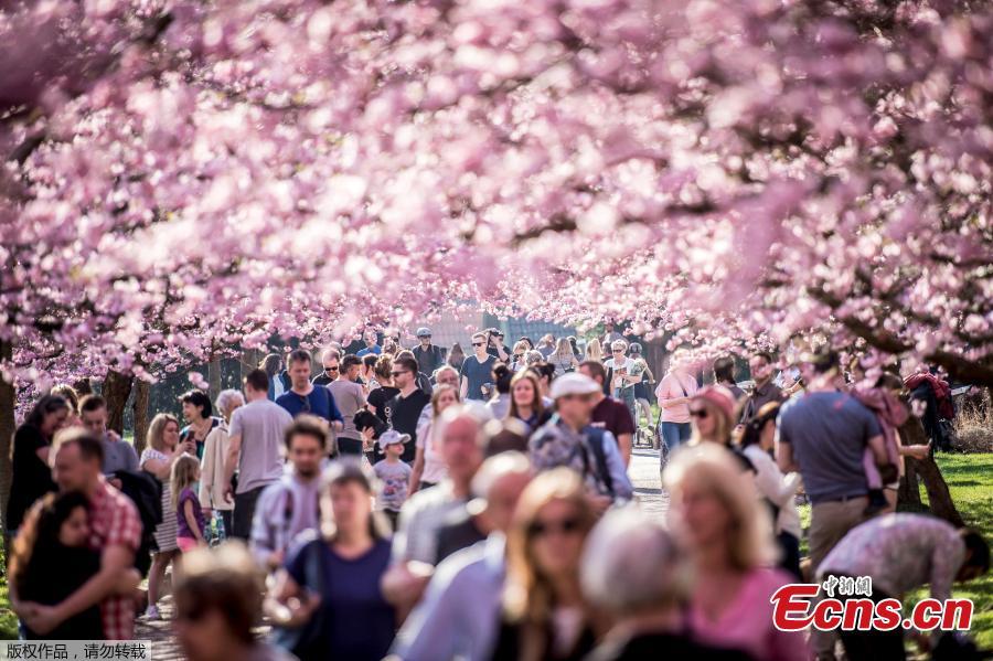 Copenhagen's cherry trees in full bloom
