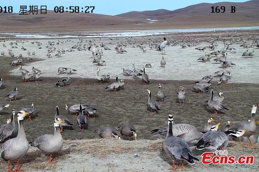 Highest-flying birds at Yangtze River headwaters