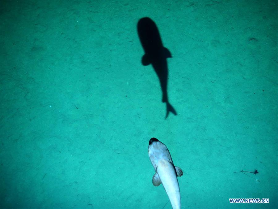 Deep-sea creatures captured by China's unmanned submersible Qianlong III