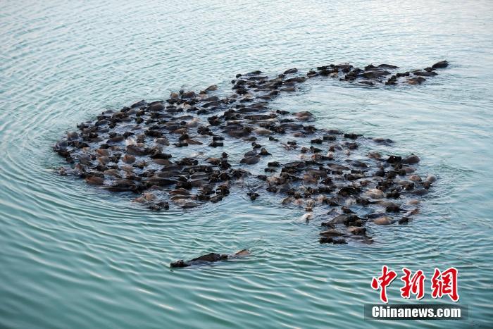 Water buffalo on the move pull more tourists to county