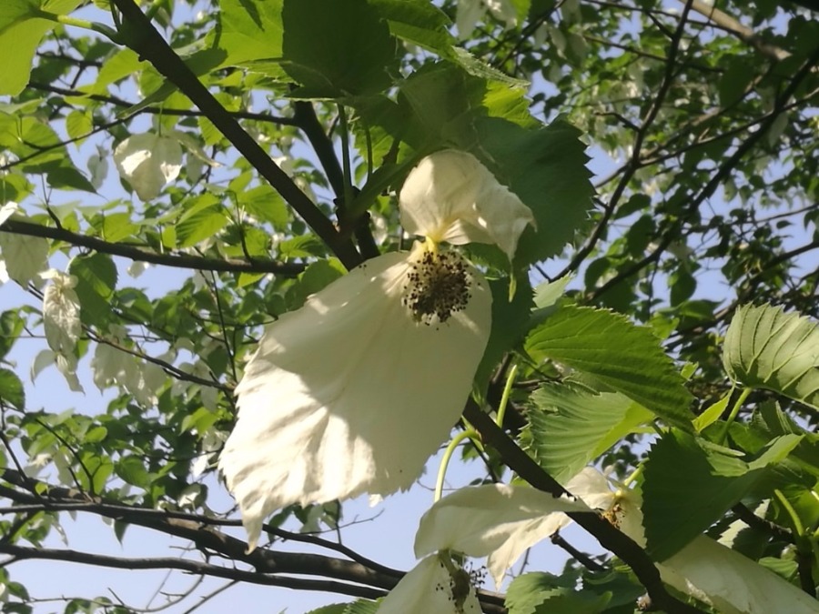 Leaves of Chinese dove trees unfurl in 'flight'