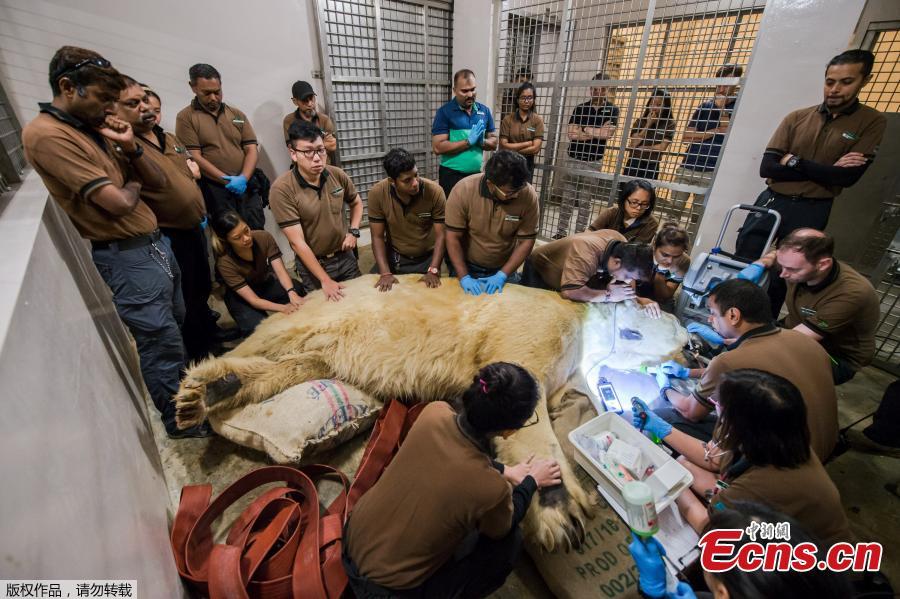 First polar bear born in the tropics dies at 27 in Singapore zoo