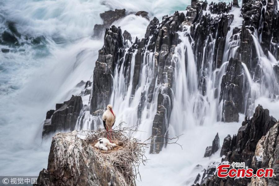 Mother stork and chicks in precarious cliff nest 