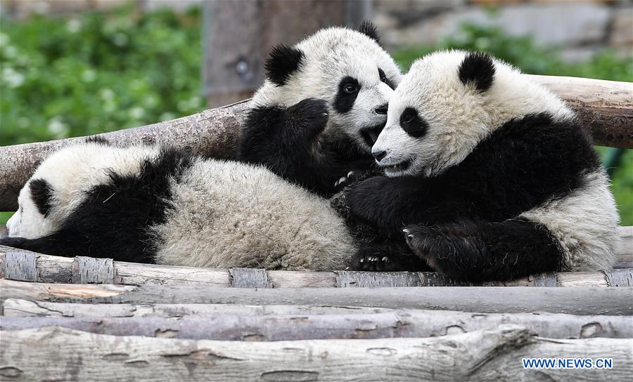 Giant panda bases restored after Sichuan earthquake