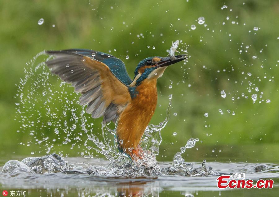 Photographer shows kingfisher launching a deadly attack 
