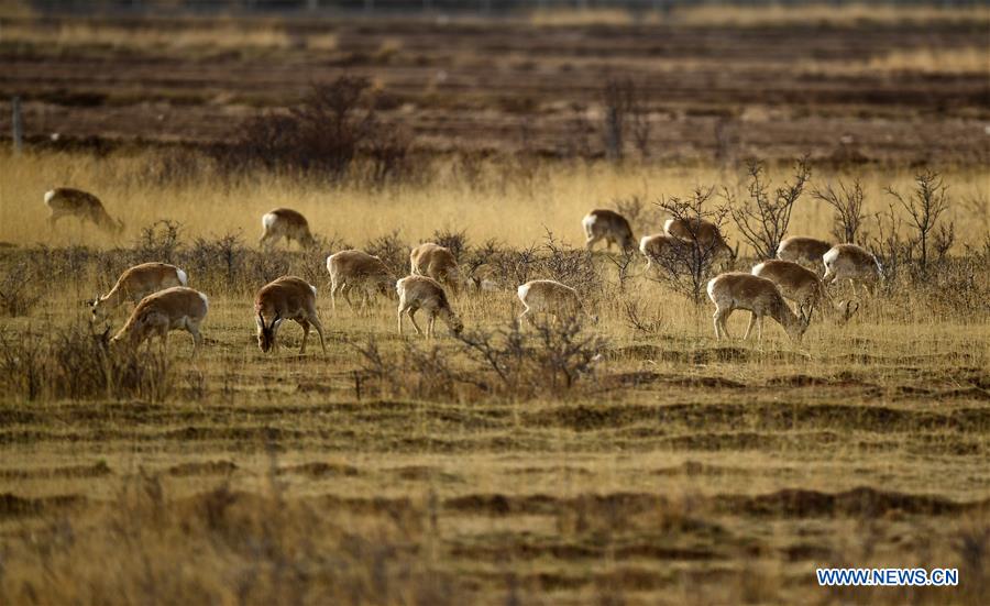 Procapra Przewalskii: 'ballet dancer' on China's plateau