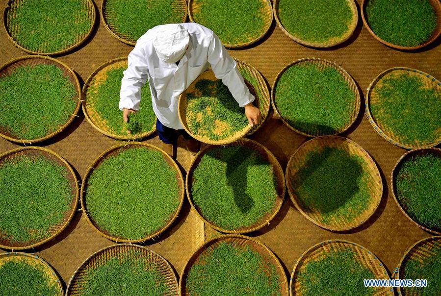 Black tea making in China's Hubei 