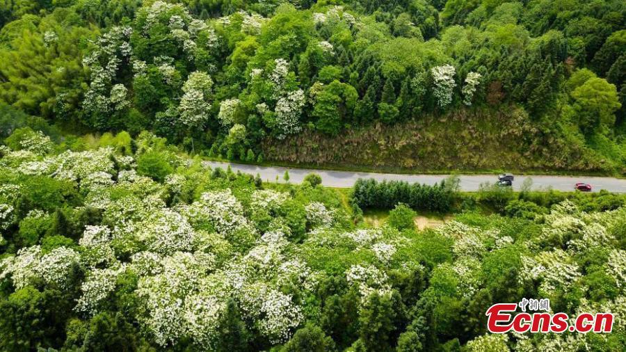 Flowering trees add appeal to scenic area