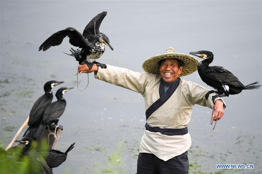 Cormorant fishing show on Suihe River