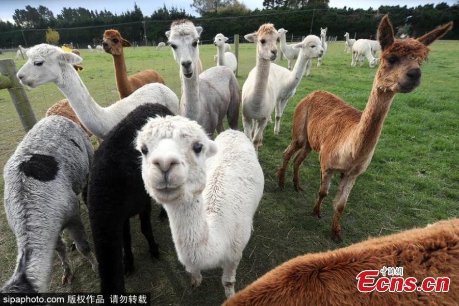New Zealand marks National Alpaca Day