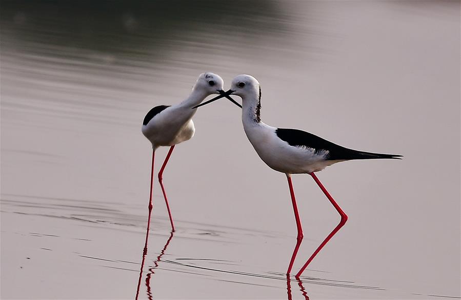 Black-winged stilts seen on shoal in Fujian