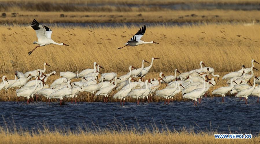 Momoge wetland in China's Jilin