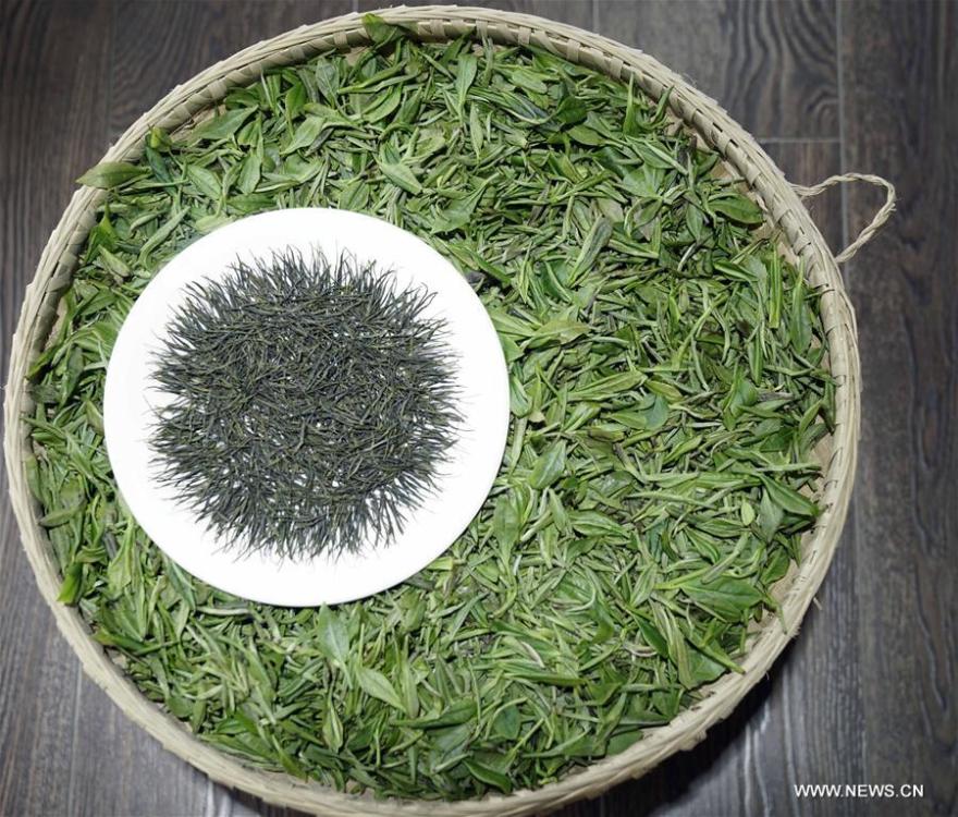 Intangible cultural heritage: Enshi Yulu Tea 