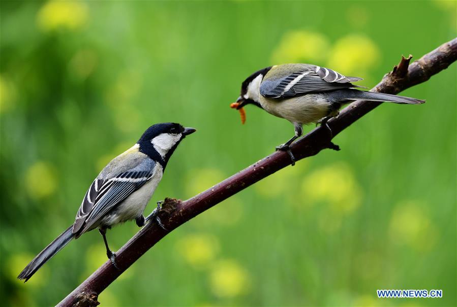 When birds foraging